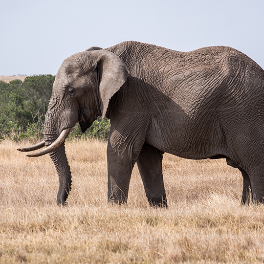 Amboseli Short Break