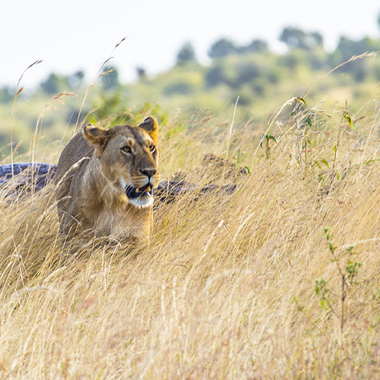 Mara Discovery Safari