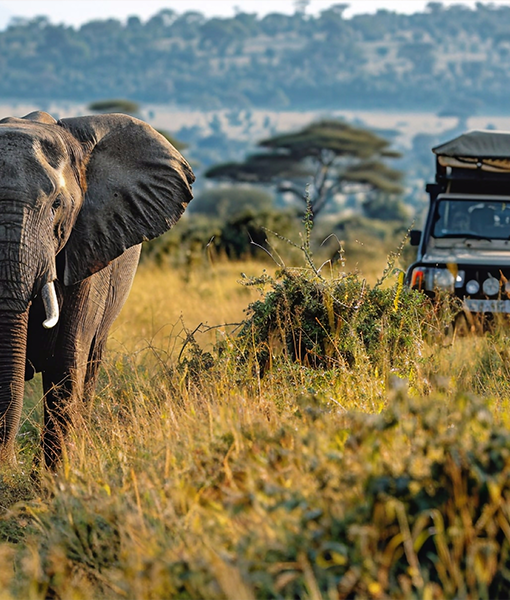 Safaris
