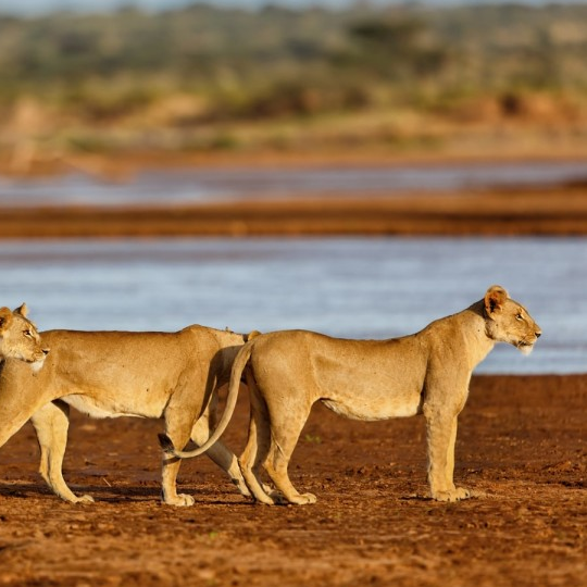 Tsavo Red Earth Safari